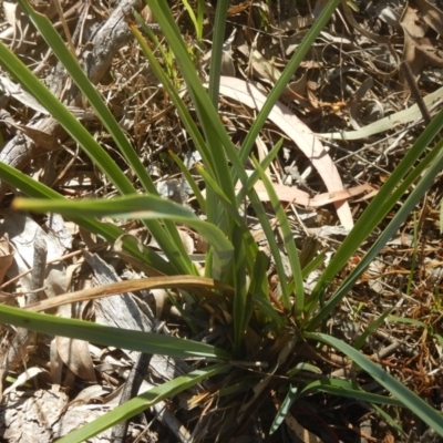 Dianella sp. aff. longifolia (Benambra) (Pale Flax Lily, Blue Flax Lily) at Garran, ACT - 6 Feb 2016 by MichaelMulvaney
