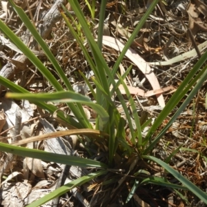 Dianella sp. aff. longifolia (Benambra) at Garran, ACT - 7 Feb 2016