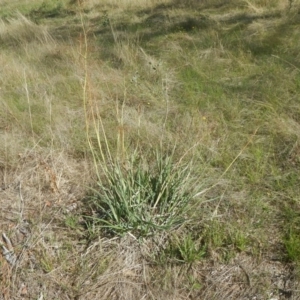 Dianella sp. aff. longifolia (Benambra) at Symonston, ACT - 7 Feb 2016