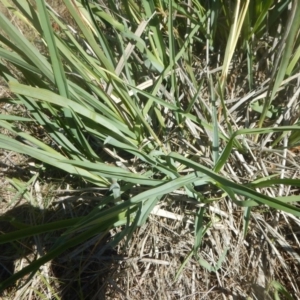 Dianella sp. aff. longifolia (Benambra) at Symonston, ACT - 7 Feb 2016