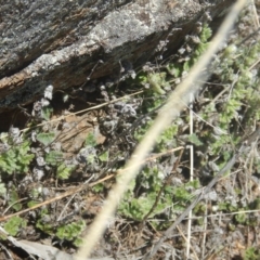 Cheilanthes distans (Bristly Cloak Fern) at Red Hill, ACT - 7 Feb 2016 by MichaelMulvaney