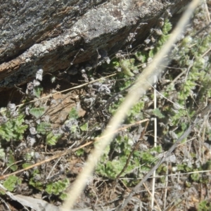 Cheilanthes distans at Red Hill, ACT - 7 Feb 2016