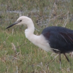 Ardea pacifica (White-necked Heron) at Jerrabomberra Wetlands - 10 Oct 2014 by MichaelBedingfield