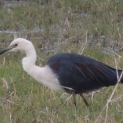 Ardea pacifica at Fyshwick, ACT - 10 Oct 2014 06:40 PM