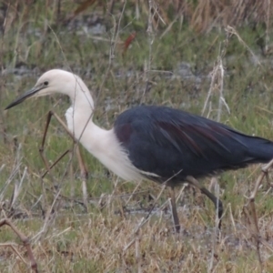 Ardea pacifica at Fyshwick, ACT - 10 Oct 2014 06:40 PM