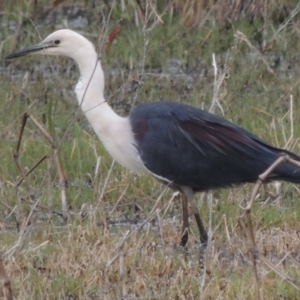 Ardea pacifica at Fyshwick, ACT - 10 Oct 2014 06:40 PM