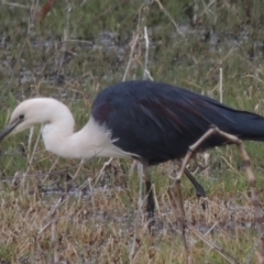 Ardea pacifica at Fyshwick, ACT - 10 Oct 2014 06:40 PM