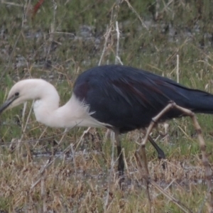 Ardea pacifica at Fyshwick, ACT - 10 Oct 2014 06:40 PM