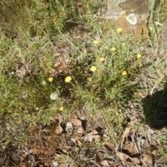 Rutidosis leptorhynchoides (Button Wrinklewort) at Red Hill Nature Reserve - 7 Feb 2016 by MichaelMulvaney