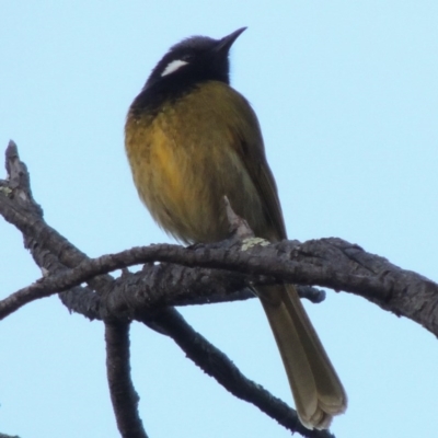 Nesoptilotis leucotis (White-eared Honeyeater) at Point Hut to Tharwa - 20 Jul 2014 by michaelb