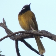 Nesoptilotis leucotis at Tharwa, ACT - 20 Jul 2014