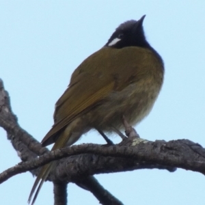 Nesoptilotis leucotis at Tharwa, ACT - 20 Jul 2014