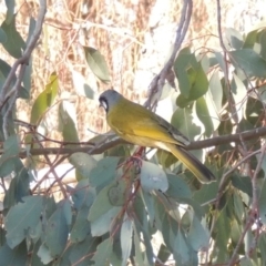 Nesoptilotis leucotis (White-eared Honeyeater) at Conder, ACT - 27 Jun 2015 by MichaelBedingfield