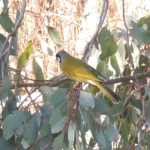 Nesoptilotis leucotis at Conder, ACT - 27 Jun 2015 05:08 PM