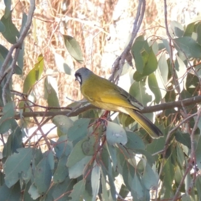 Nesoptilotis leucotis (White-eared Honeyeater) at Conder, ACT - 27 Jun 2015 by MichaelBedingfield