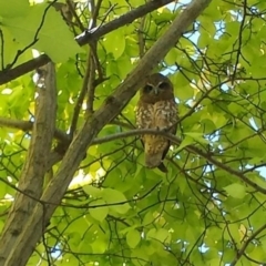 Ninox boobook (Southern Boobook) at Ainslie, ACT - 7 Feb 2016 by MattM