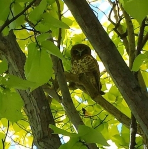 Ninox boobook at Ainslie, ACT - 7 Feb 2016 12:00 AM