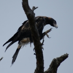 Aquila audax (Wedge-tailed Eagle) at Symonston, ACT - 26 Jan 2016 by roymcd