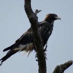 Aquila audax at Symonston, ACT - 26 Jan 2016 02:57 PM