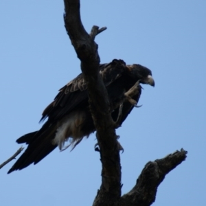 Aquila audax at Symonston, ACT - 26 Jan 2016 02:57 PM