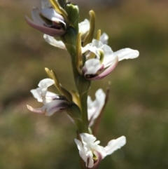 Paraprasophyllum alpestre (Mauve leek orchid) at Kosciuszko National Park, NSW - 8 Feb 2016 by AaronClausen