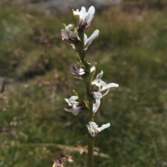 Paraprasophyllum alpestre at Kosciuszko National Park, NSW - suppressed