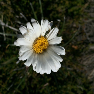 Unidentified at Kosciuszko National Park, NSW - 6 Feb 2016 by AaronClausen