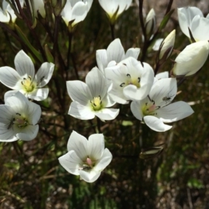 Gentianella muelleriana at Kosciuszko National Park, NSW - 6 Feb 2016 11:23 AM