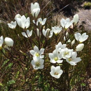 Gentianella muelleriana at Kosciuszko National Park, NSW - 6 Feb 2016 11:23 AM