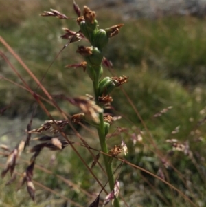 Prasophyllum sp. at Kosciuszko National Park, NSW - 6 Feb 2016