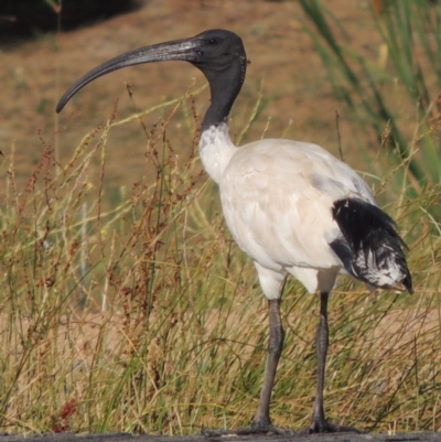 Threskiornis molucca (Australian White Ibis) at Gordon, ACT - 19 Dec 2015 by MichaelBedingfield