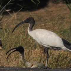 Threskiornis molucca at Gordon, ACT - 19 Dec 2015