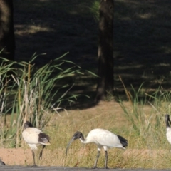 Threskiornis molucca at Gordon, ACT - 19 Dec 2015