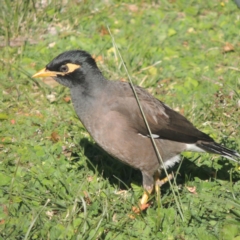 Acridotheres tristis (Common Myna) at Conder, ACT - 8 May 2014 by MichaelBedingfield