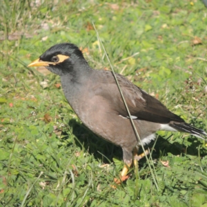 Acridotheres tristis at Conder, ACT - 8 May 2014 04:09 PM