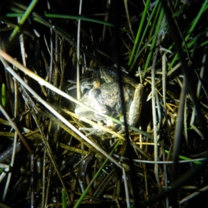 Litoria latopalmata at Greenway, ACT - 7 Feb 2016 08:27 PM