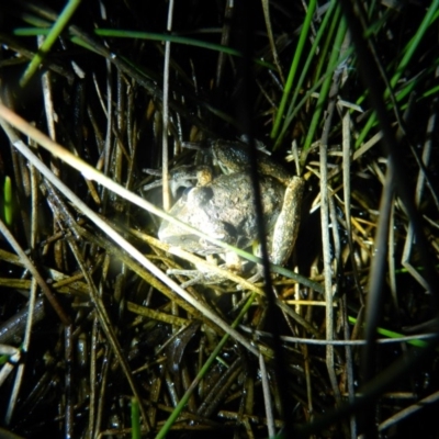 Litoria latopalmata (Broad-palmed Tree-frog) at Greenway, ACT - 7 Feb 2016 by ArcherCallaway