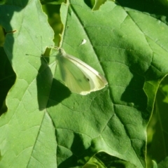 Pieris rapae (Cabbage White) at Greenway, ACT - 7 Feb 2016 by ArcherCallaway