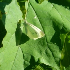 Pieris rapae (Cabbage White) at Greenway, ACT - 7 Feb 2016 by RyuCallaway