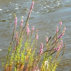 Lythrum salicaria (Purple Loosestrife) at Greenway, ACT - 7 Feb 2016 by ArcherCallaway