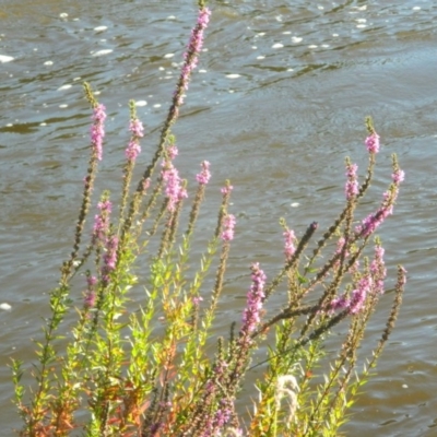 Lythrum salicaria (Purple Loosestrife) at Greenway, ACT - 7 Feb 2016 by ArcherCallaway