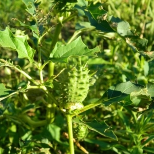 Datura stramonium at Greenway, ACT - 7 Feb 2016