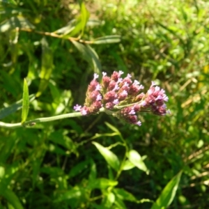 Verbena incompta at Greenway, ACT - 7 Feb 2016 06:41 PM