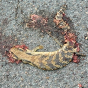 Tiliqua scincoides scincoides at Greenway, ACT - 7 Feb 2016