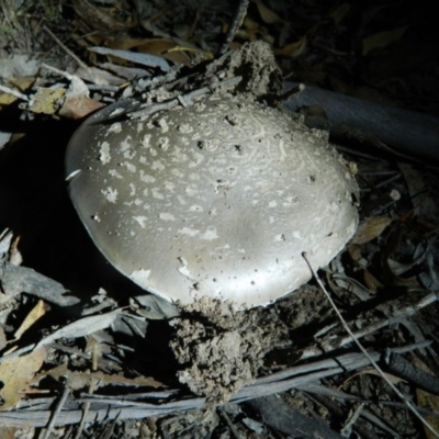 Amanita sp. (Amanita sp.) at Stranger Pond - 7 Feb 2016 by RyuCallaway