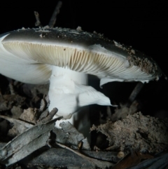 Amanita sp. at Bonython, ACT - 7 Feb 2016