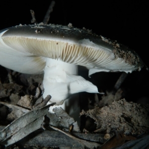 Amanita sp. at Bonython, ACT - 7 Feb 2016