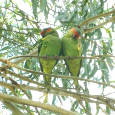 Glossopsitta concinna (Musk Lorikeet) at Wanniassa Hills Open Space - 18 Jan 2016 by RyuCallaway