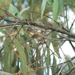 Rhipidura rufifrons (Rufous Fantail) at Fadden Hills Pond - 23 Apr 2015 by ArcherCallaway