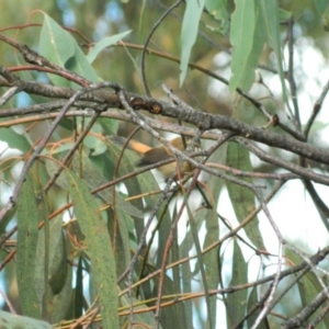 Rhipidura rufifrons at Fadden, ACT - 23 Apr 2015 08:55 AM